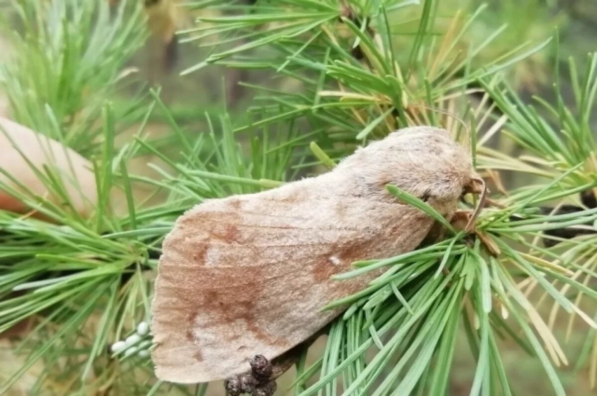   Сибирского шелкопряда и калифорнийскую щитовку обнаружили на Сахалине