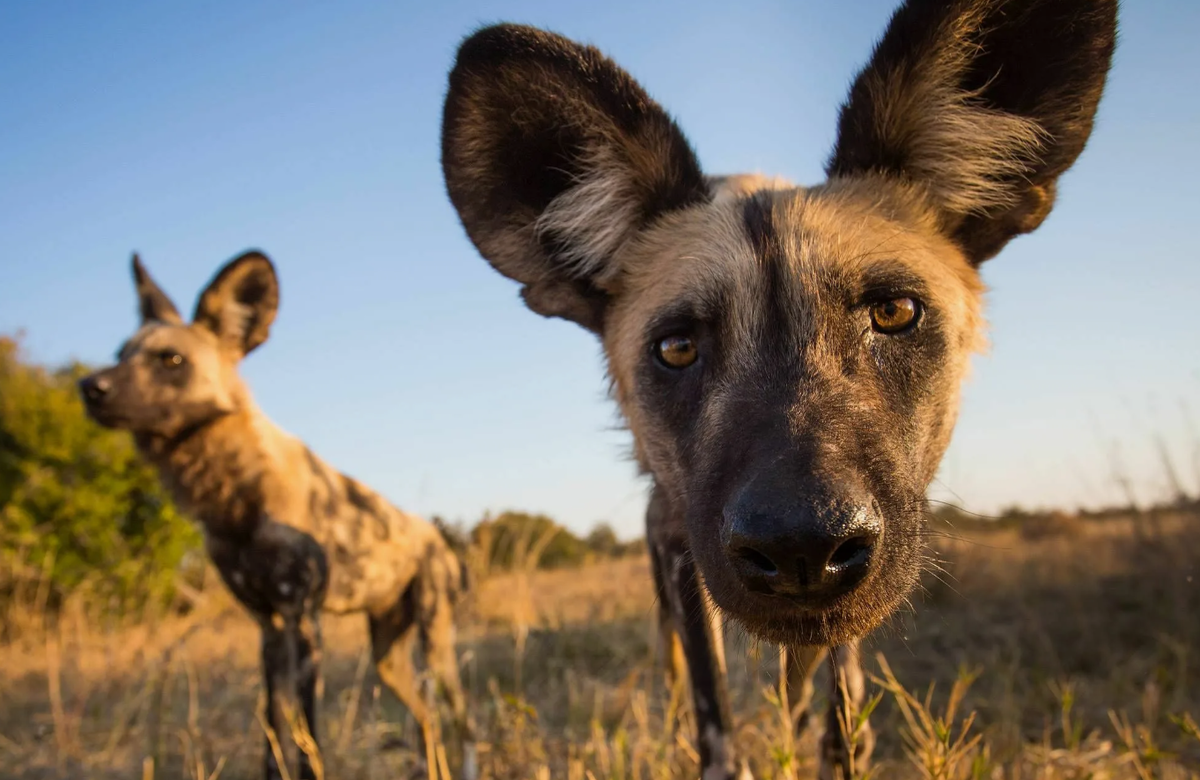 На нашем Ютуб канале "Планета Земля" есть видео про Гиеновидных собак, все ссылки в описании