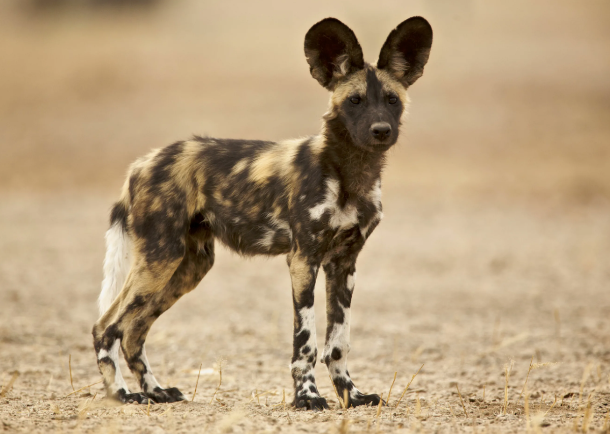 Уникальный узор шерсти — у каждой особи свой «рисунок», как отпечаток пальца.