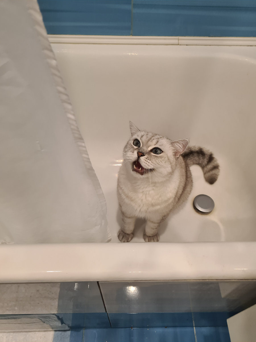 Британский кот