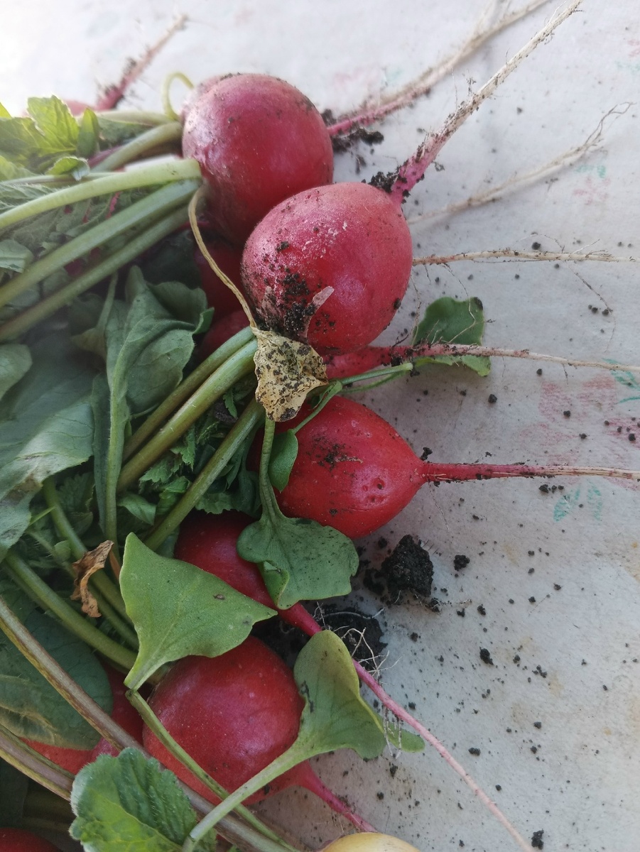 Внезапно понаросла милая и приличная)