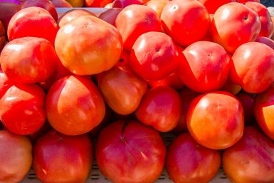 Гнилые помидоры — не отход, а полезный ресурс: вот что из них делают опытные дачники  📷
