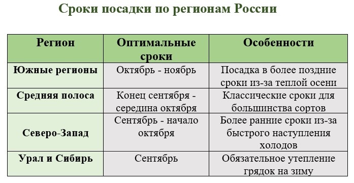 Сроки посадки озимого чеснока по регионам