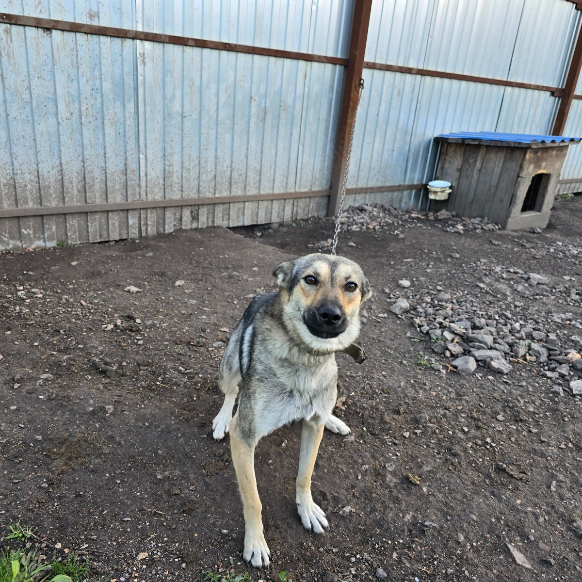 грустный взгляд на цепи надежды