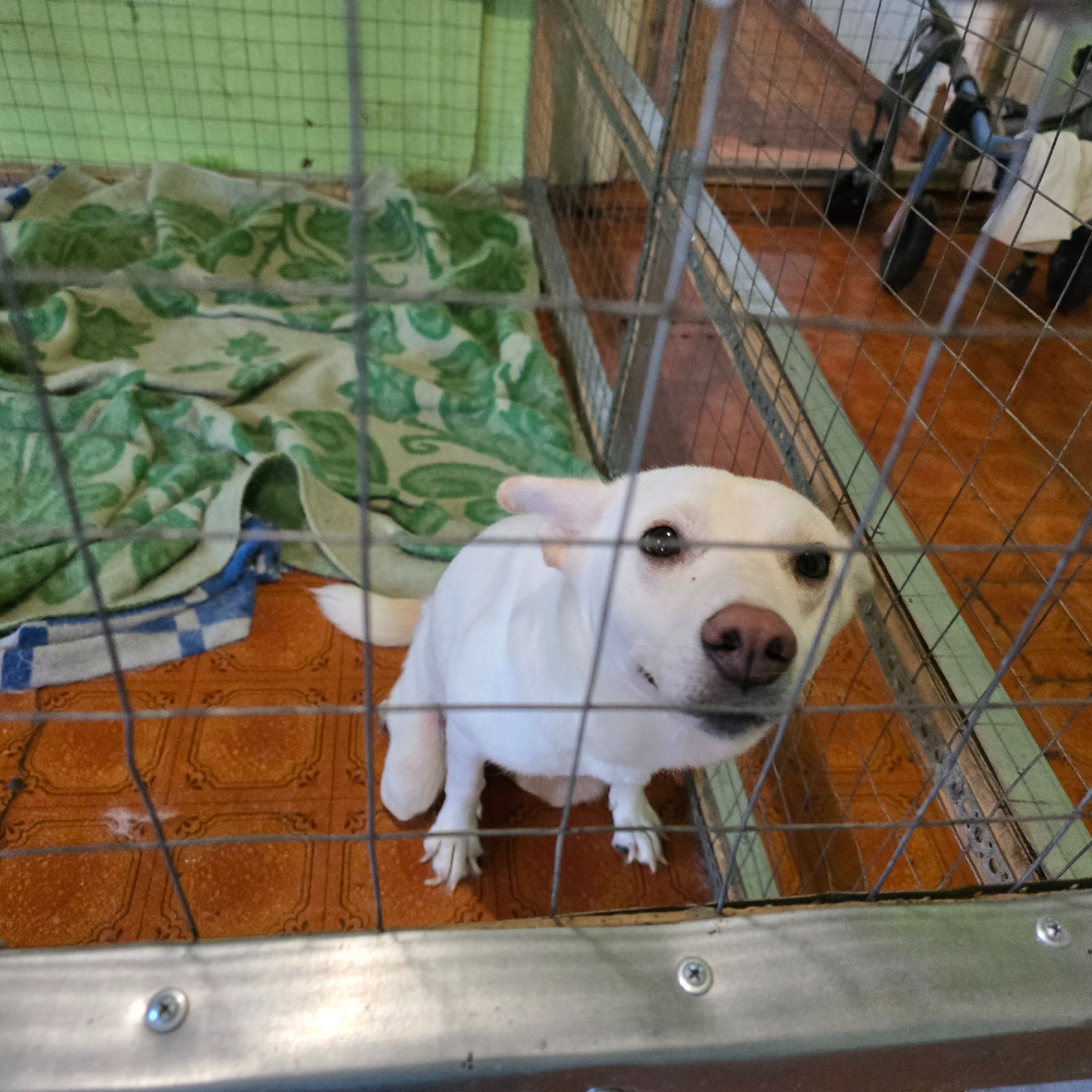 белоснежная тоска за решеткой