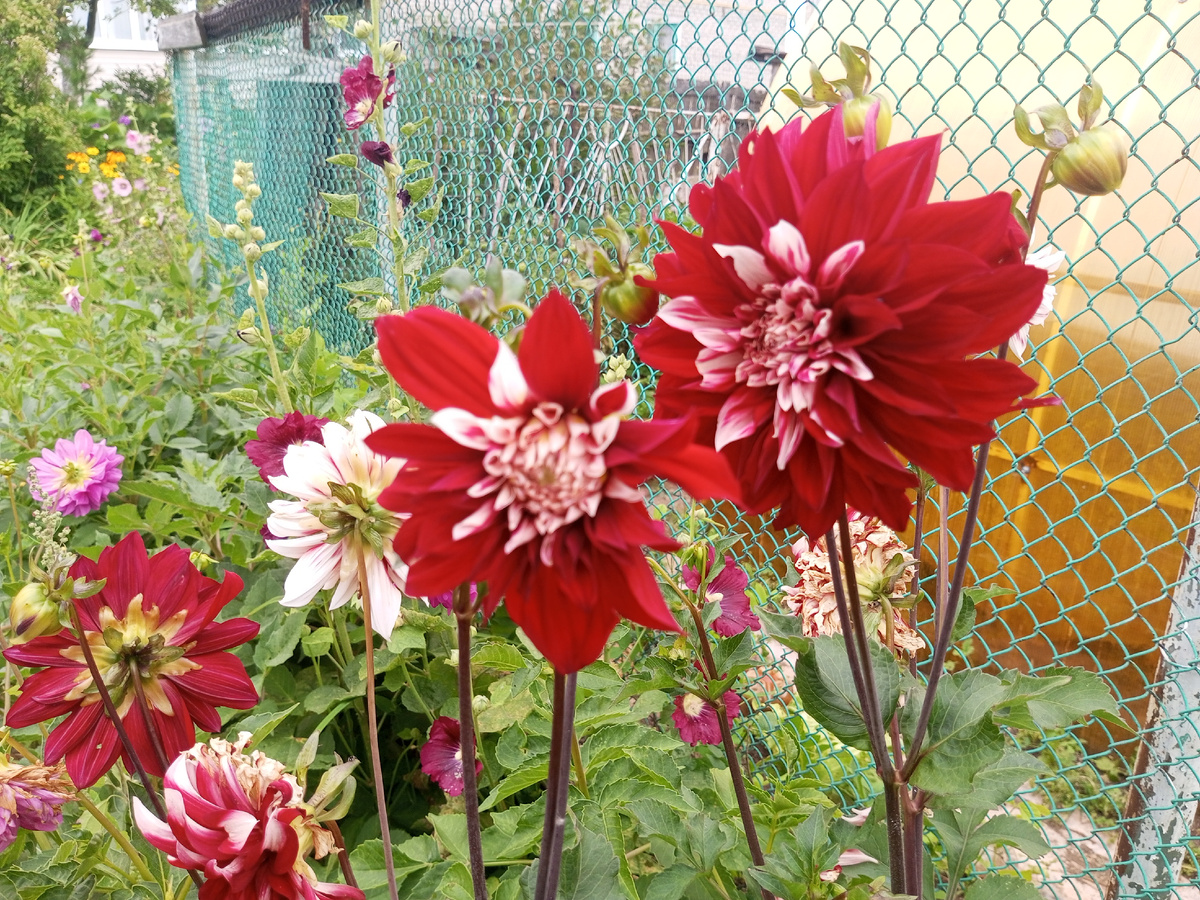 Осенние цветы в нашем дворе. Фото автора.