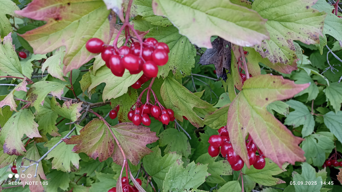 Калина в сентябре. Фото автора.