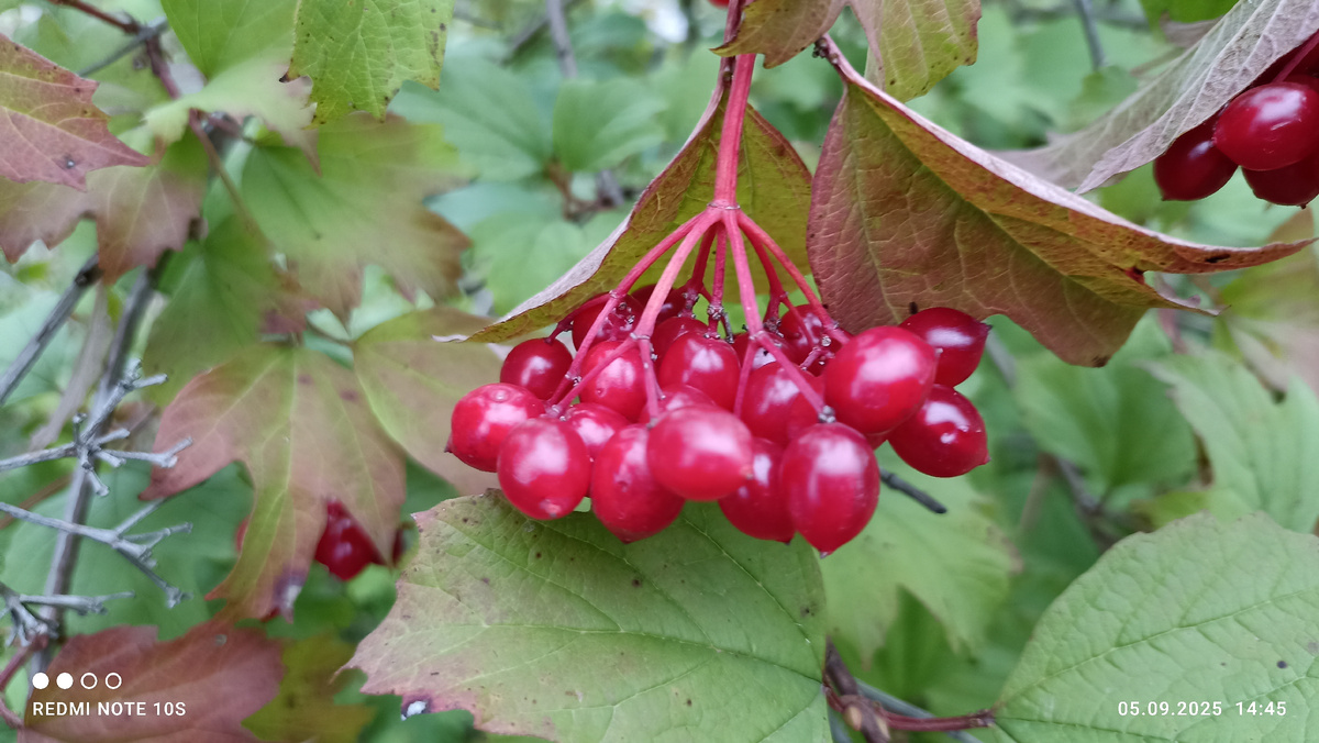Ягоды калины. Фото автора.