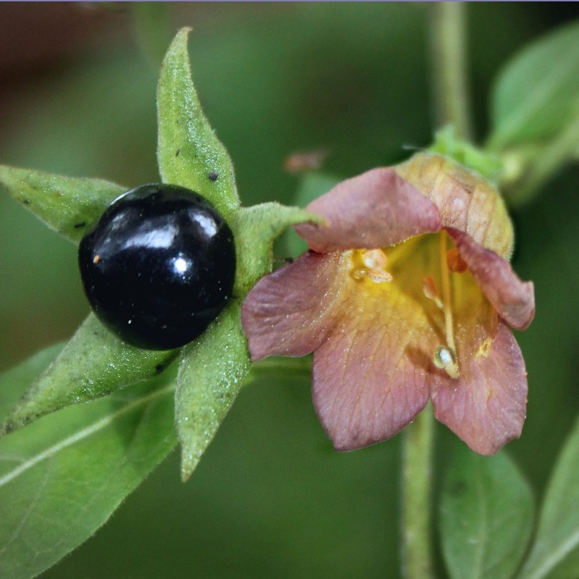 В России растет ядовитое растение с таким именем