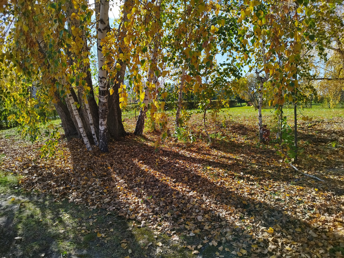 Листопад на острове Татышев. Фото из личного архива автора.