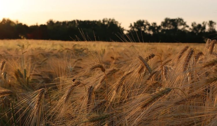    Фото: IPK Leibniz Institute/ D. Hirsz