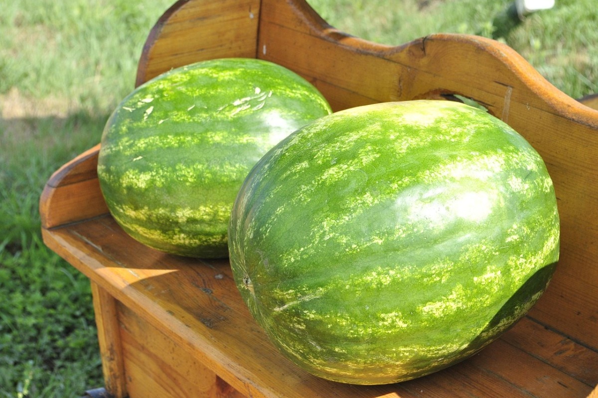    Фото: urv / Pixabay.com