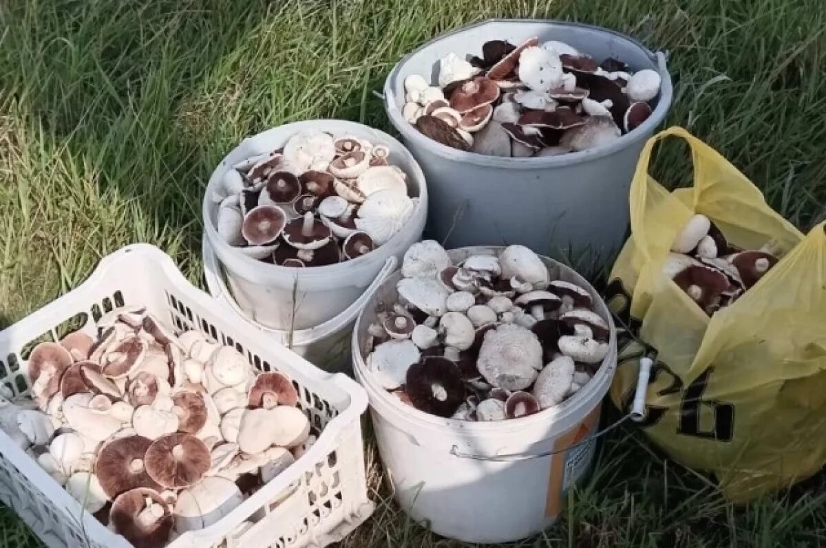    В России растет порядка трехсот видов съедобных грибов.