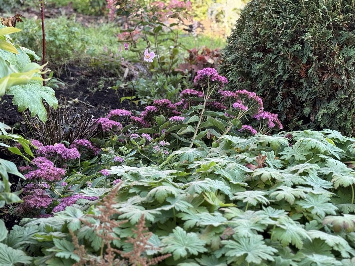 Многолетники