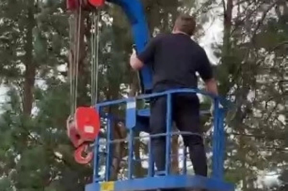    Мэр Чунского района спас кота, забравшегося на дерево