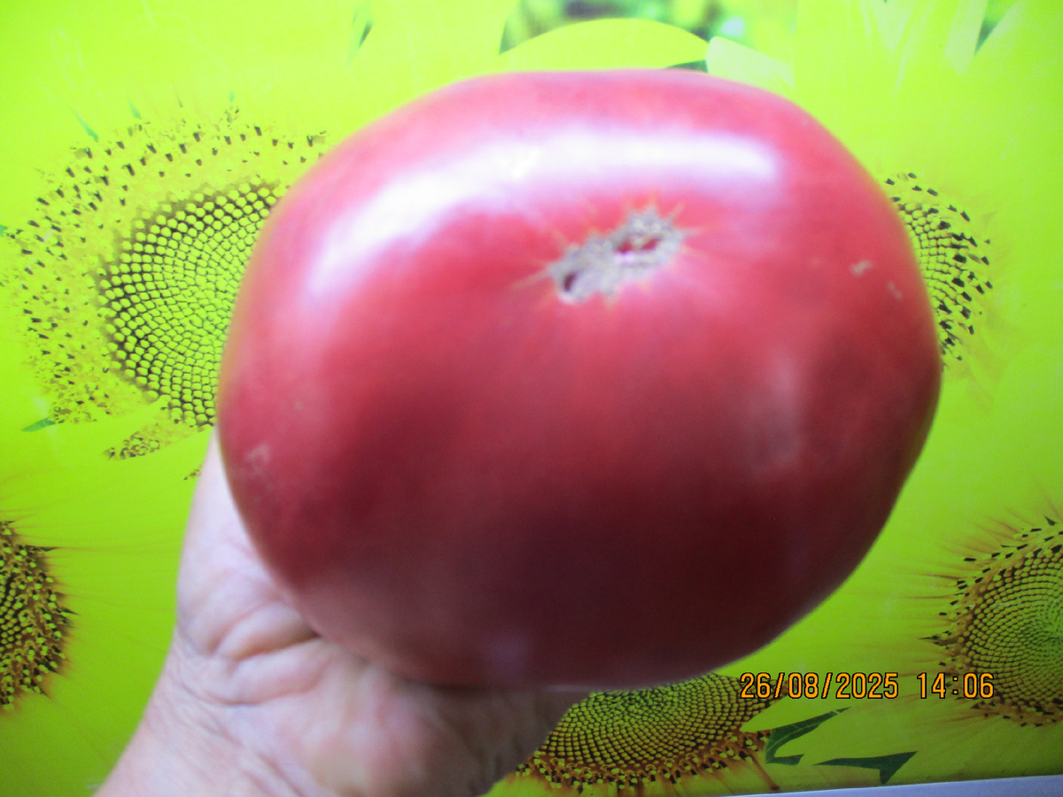 Томат Кот Тимофей(№701) с его киллограммовыми плодами, конечно же, для салатов!