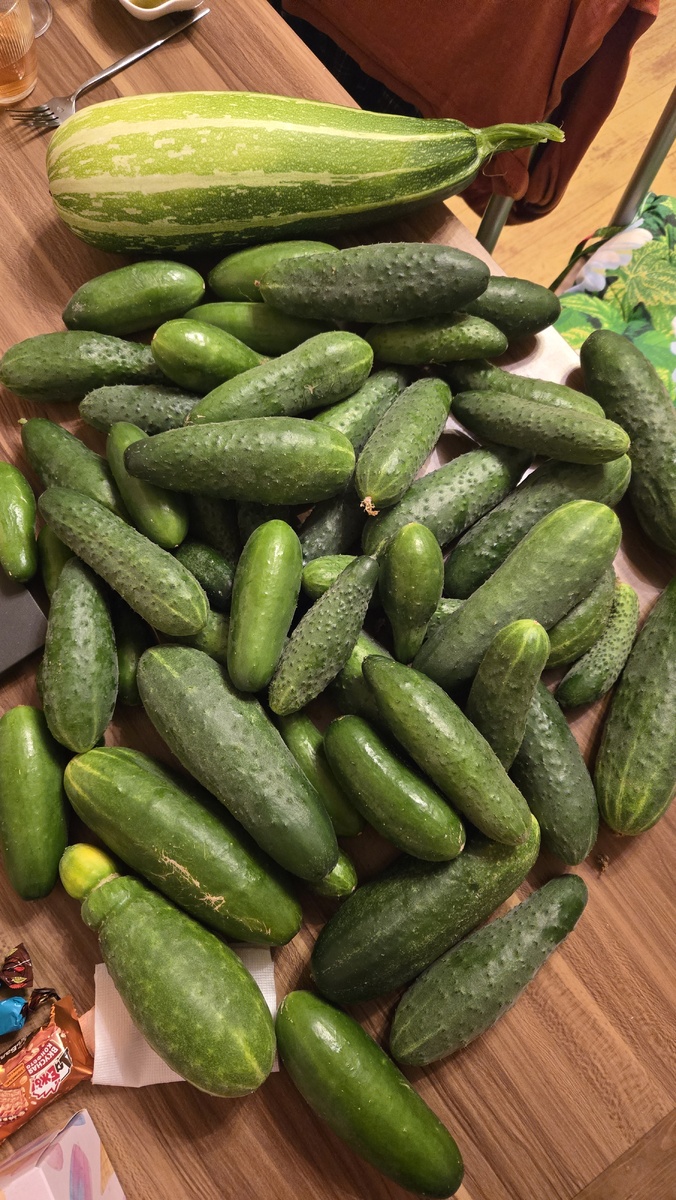 Мои огурчики