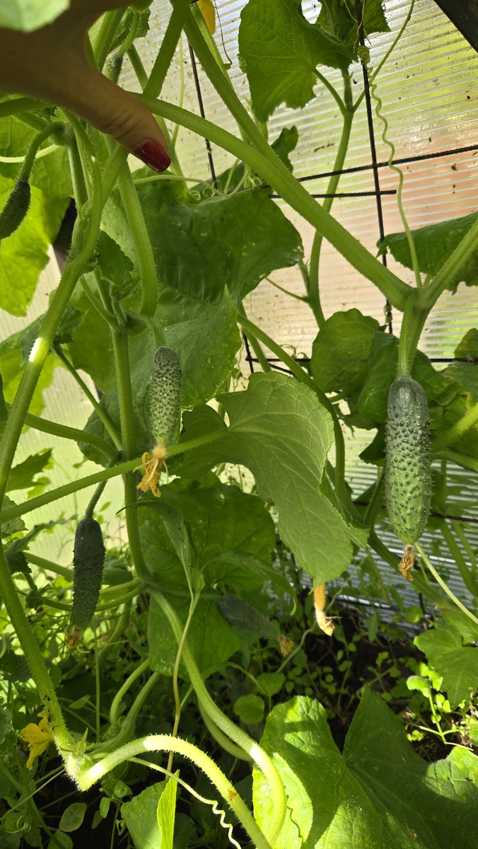 Мои огурчики