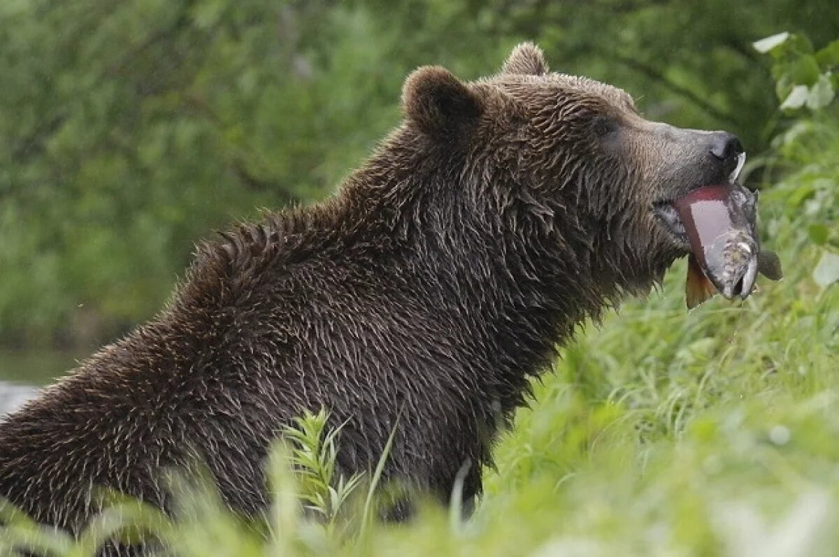    В Прикамье волонтёры наткнулись на медведя и лося при поиске людей в лесу