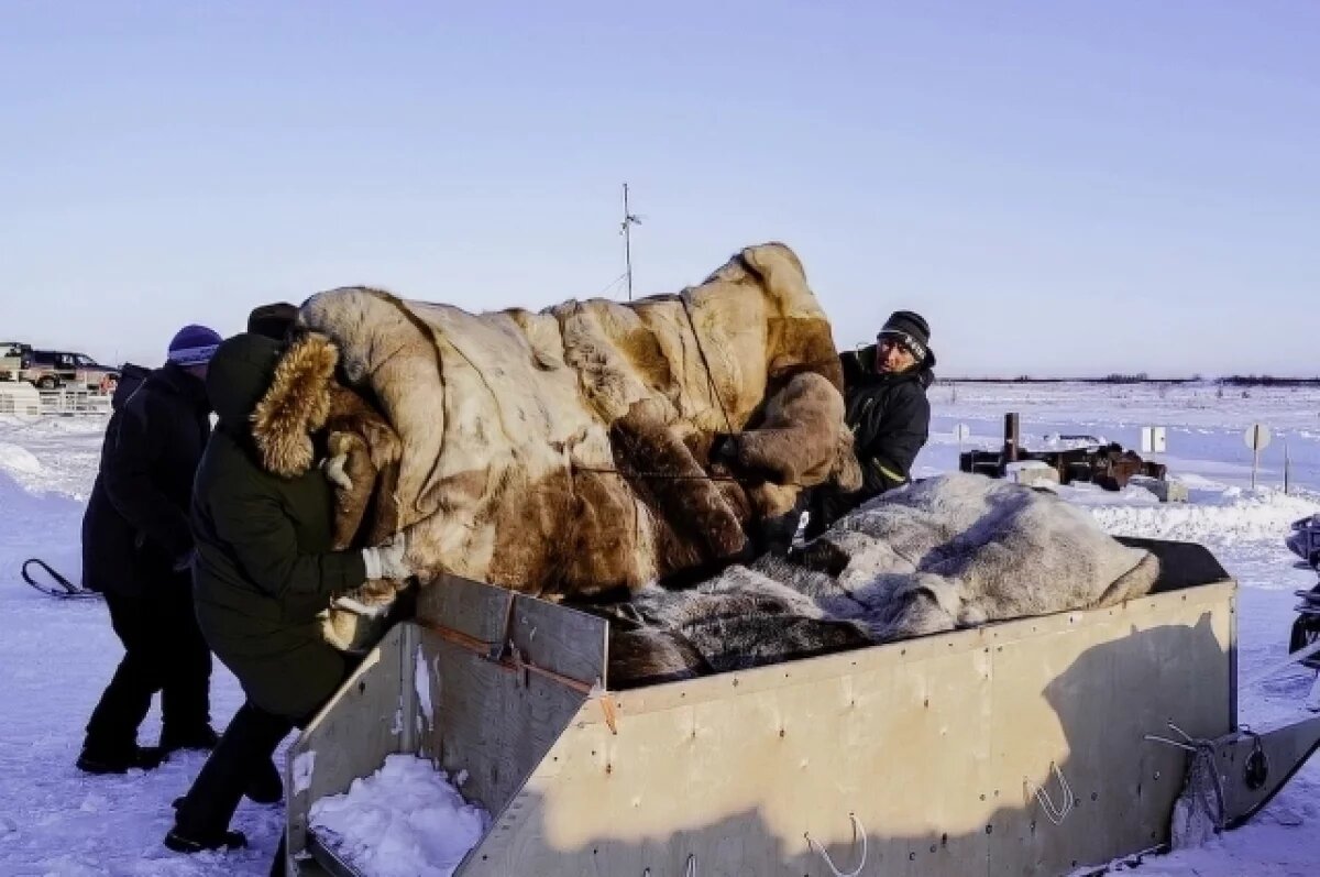    На Госуслугах создали раздел для ямальских кочевников