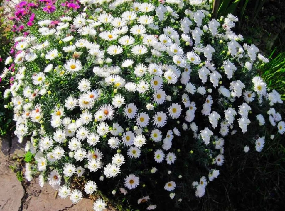 Сноуспрайт