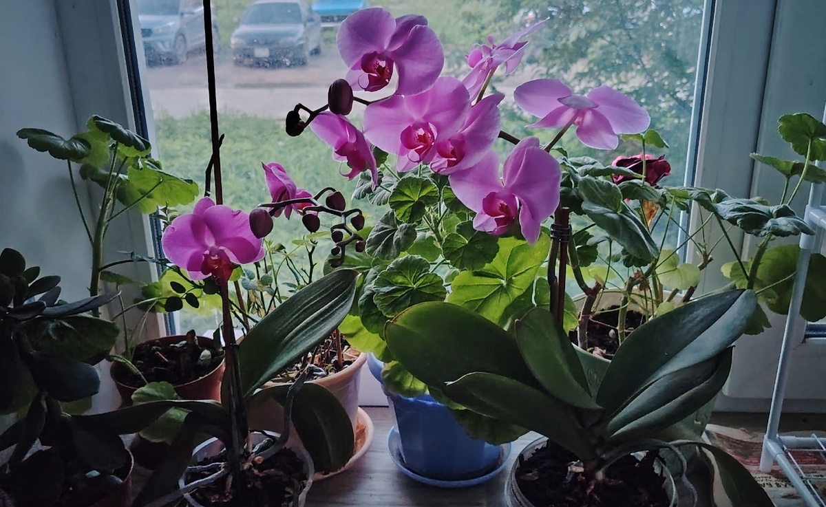    Цветы-вампиры: 10 ядовитых комнатных растений, которые строго запрещено держать в квартире