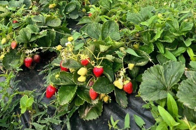    Фото: Группа в соцести «ВК» «Ягодная ферма Полуниных»