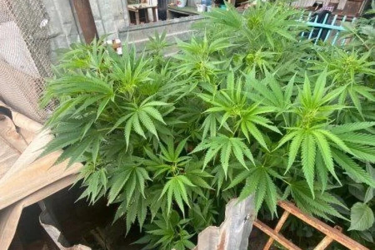    В Хабаровске женщину ждёт суд за 365 кустов конопли на даче родственников