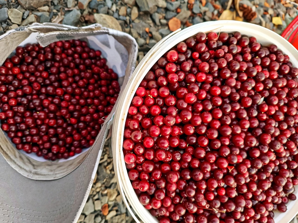   Фото: Магаданская брусника/пресс-служба правительства Магаданской области