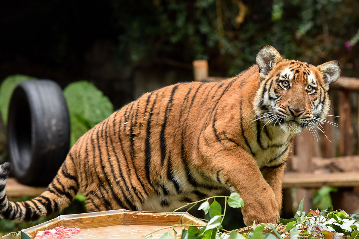 Xinhua / Liu Dawei / Global Look Press📷Южно-китайский тигр в сафари-парке Чимелонг в Гуанчжоу, провинция Гуандун на юге Китая, 25 февраля 2021 года