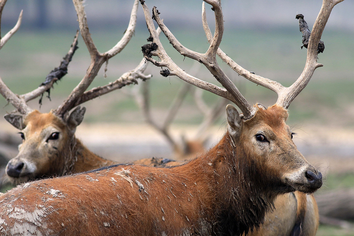 He Jinghua / ZUMAPRESS.com / Global Look Press📷Олень Давида в Яньчэне, провинция Цзянсу на востоке Китая, 4 мая 2018 года