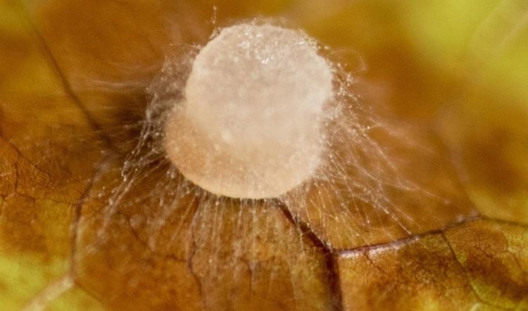    Фото: Mark Guiltinan/Penn State