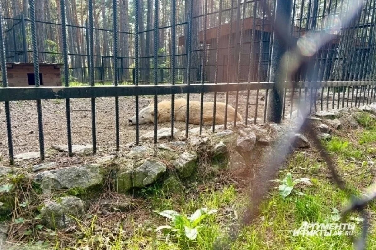    В «Томской Писанице» рассказали о мерах безопасности в зоопарке