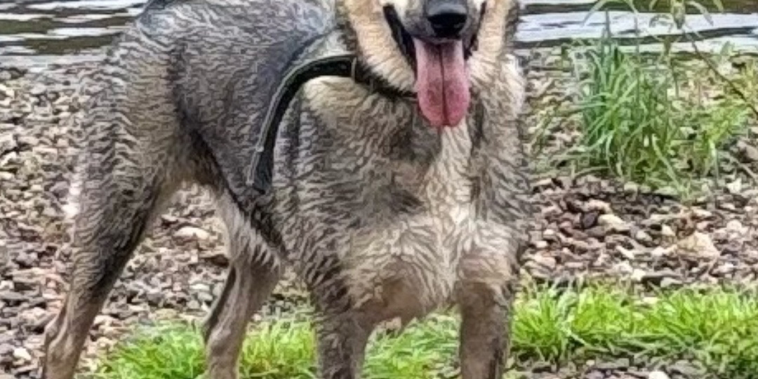 Ирма — королева вольера и нежная мама, ищущая свой дом