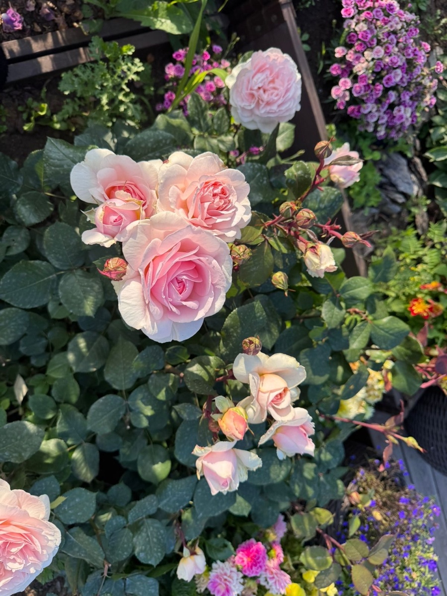    Дешевые розы из «Светофора» цветут намного лучше, чем купленные в дорогом питомнике. Делюсь своим опытом