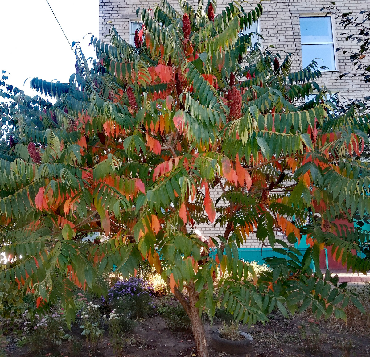 Фото автора от 24.09.2025г.