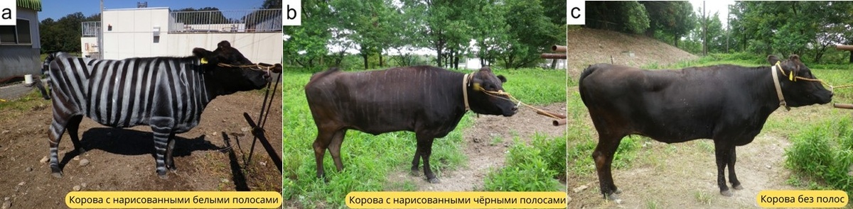 Коровы, участвовавшие в эксперименте. По doi.org/10.1371/journal.pone.0223447