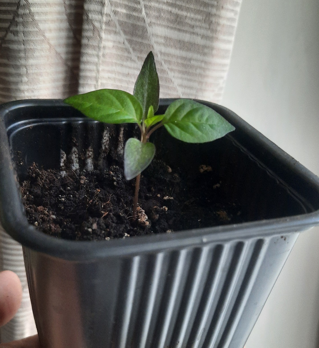 Фото автора. 20.03.25г.