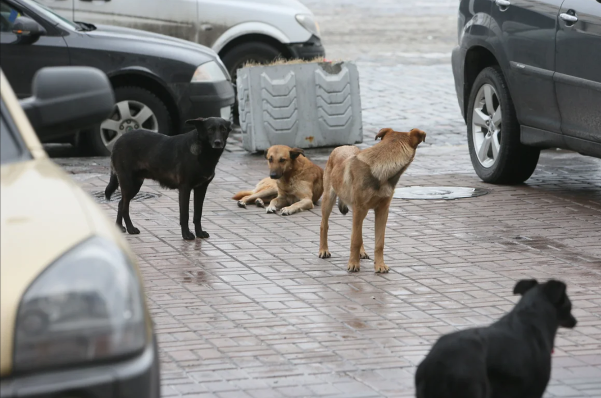 Фото: Владислав Содель/Коммерсантъ