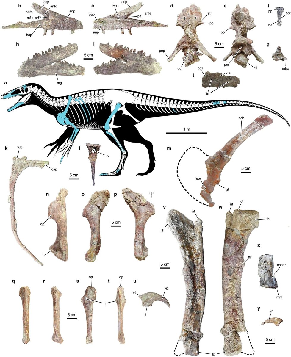    Скелетная модель и найденные кости Joaquinraptor casali gen. et sp. nov. / © Lucio M. Ibiricu et.al./Nature Communications