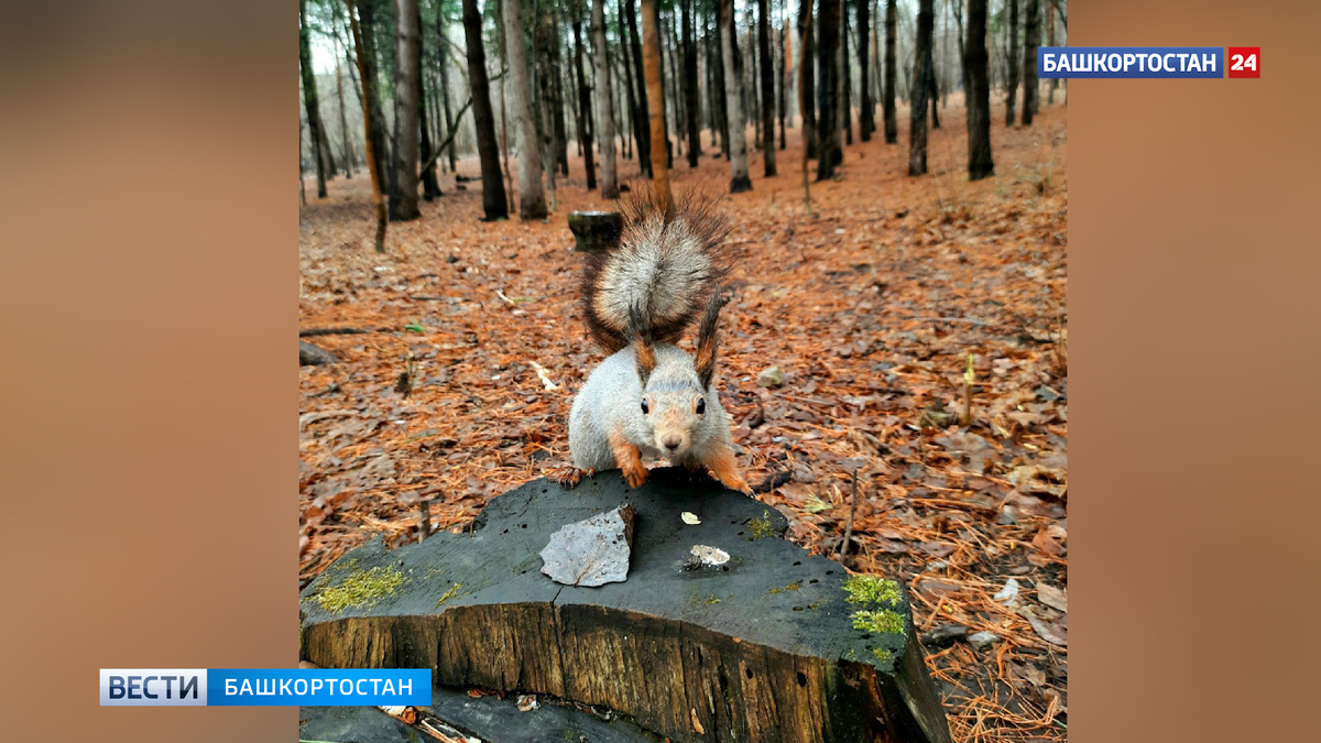    МБУ «Горзеленхоз» проведет санитарную очистку территории Непейцевского дендропарка