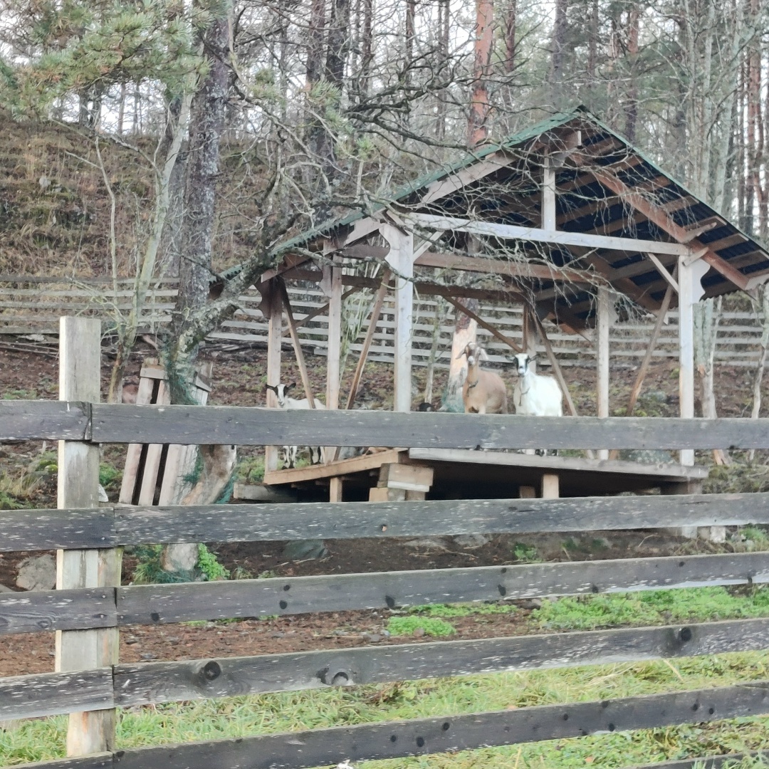 У козочек просторные вольеры