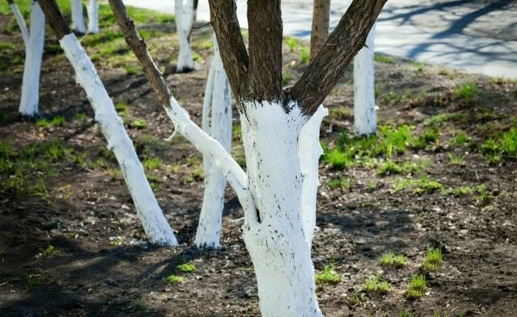 Осенняя побелка: как и когда белить деревья