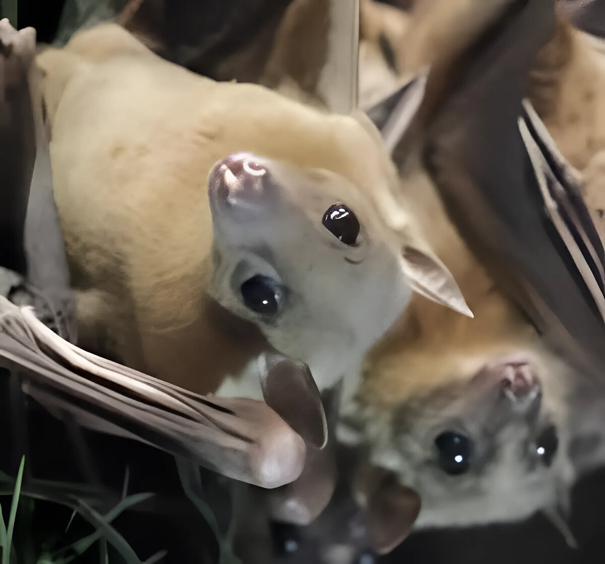 Египетские плодовые летучие мыши обладают своим уникальным языком с разнообразной вокализацией, позволяющей им не просто издавать звуки