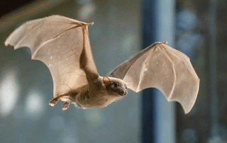 Ученые записали почти 15 тысяч уникальных звуков, издаваемых 22 особями египетских плодовых летучих мышей