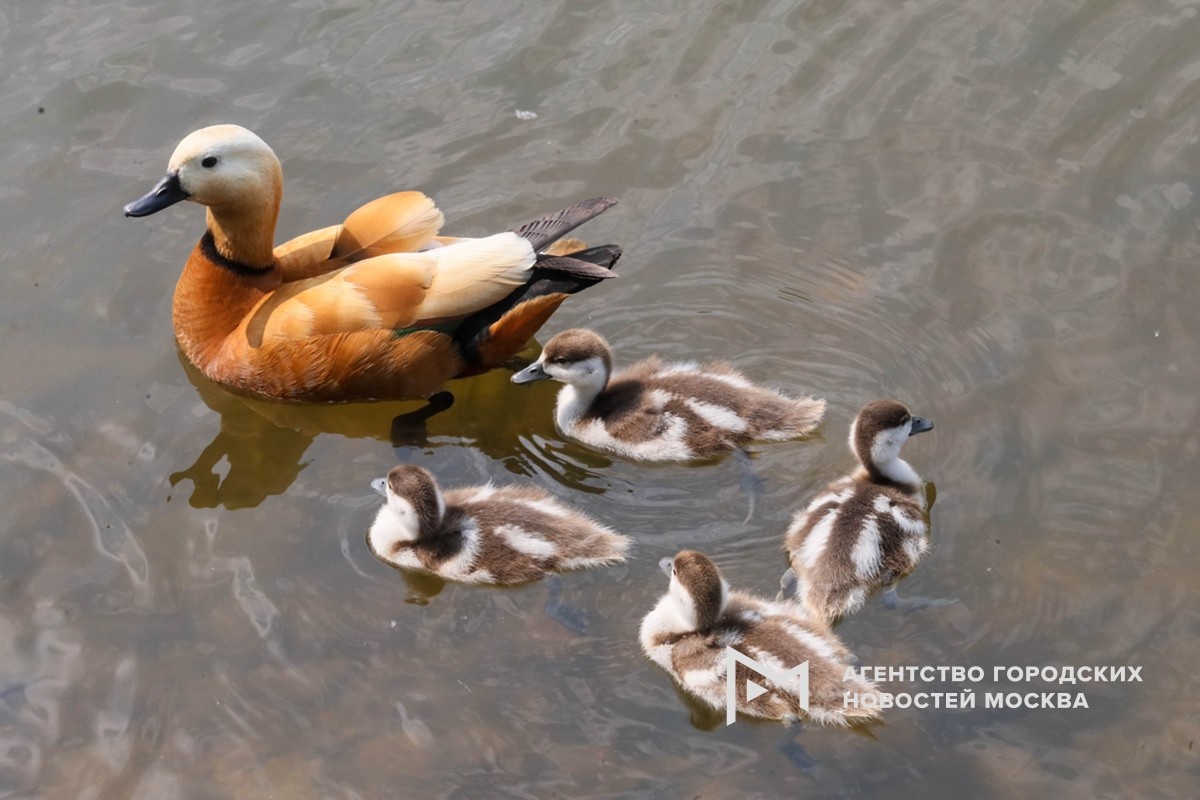 Фотограф: Василий Кузьмичёнок
