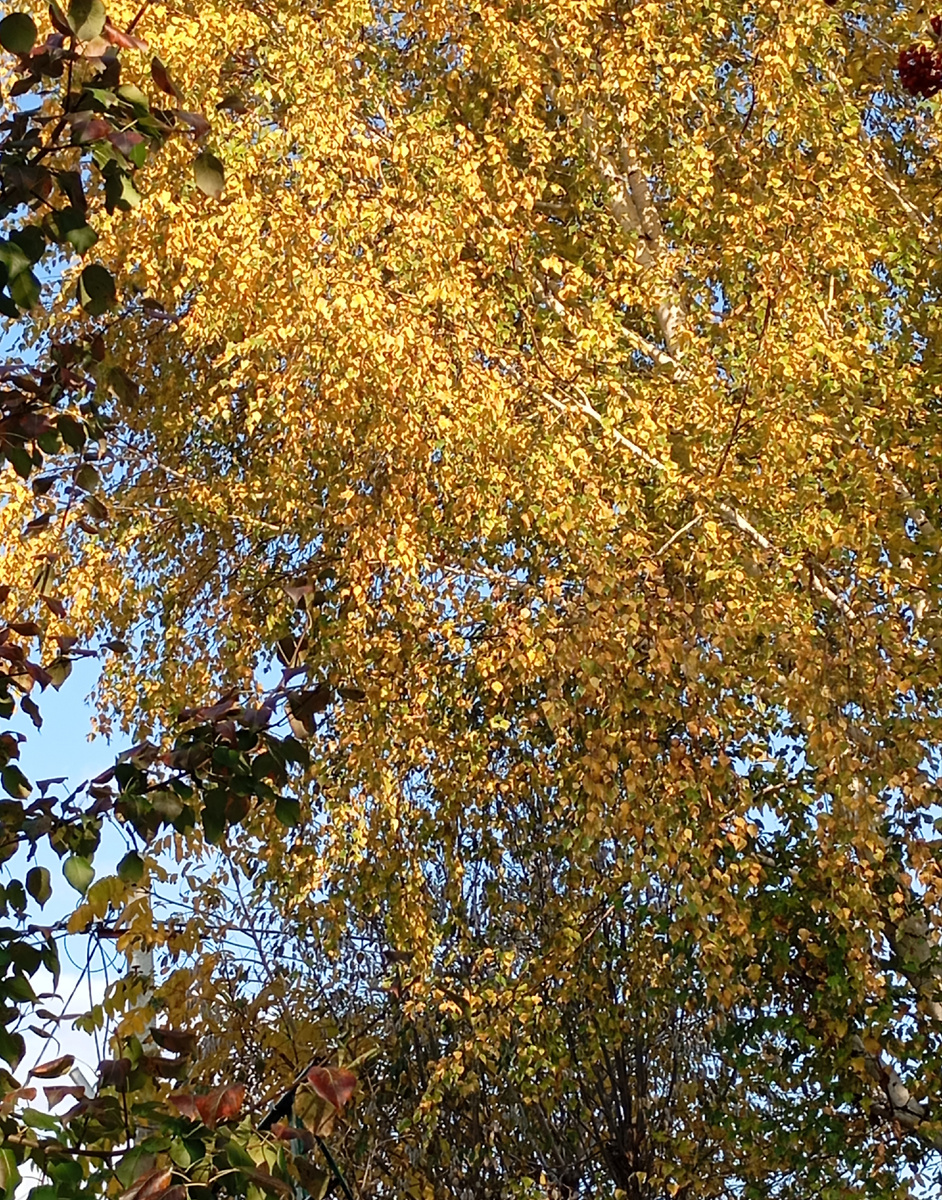 Осень золотая.