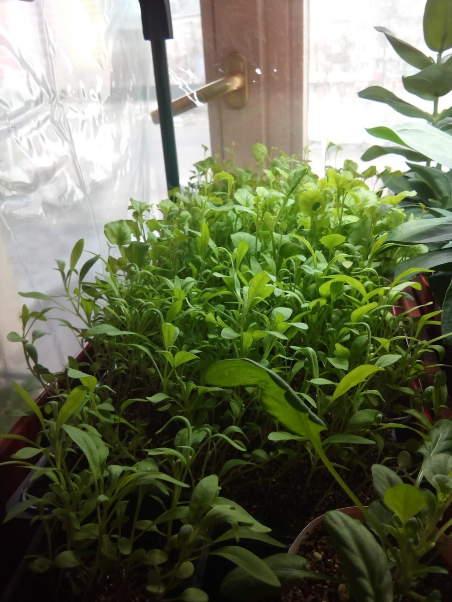 На переднем плане лобулярия приморская, дальше - лобелия)) 26 марта 2023