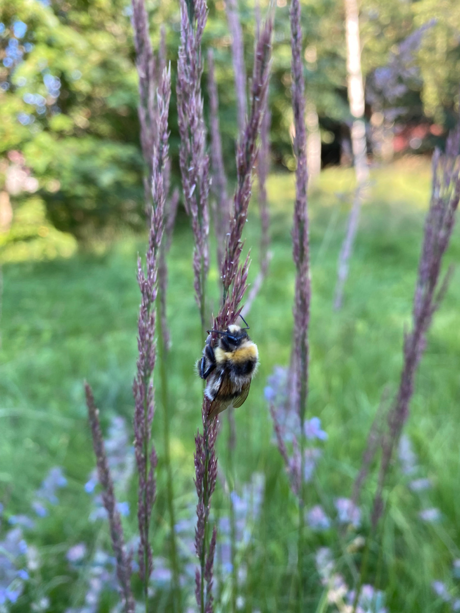 Именно с этой прогулки пришлось объяснить ребёнку, что пчёлка вовсе не играет с ней, а работает)