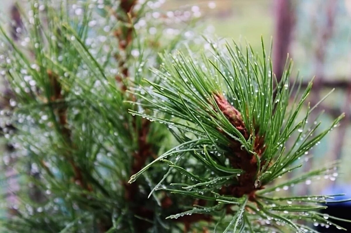    Ливневые дожди — спутники потепления.